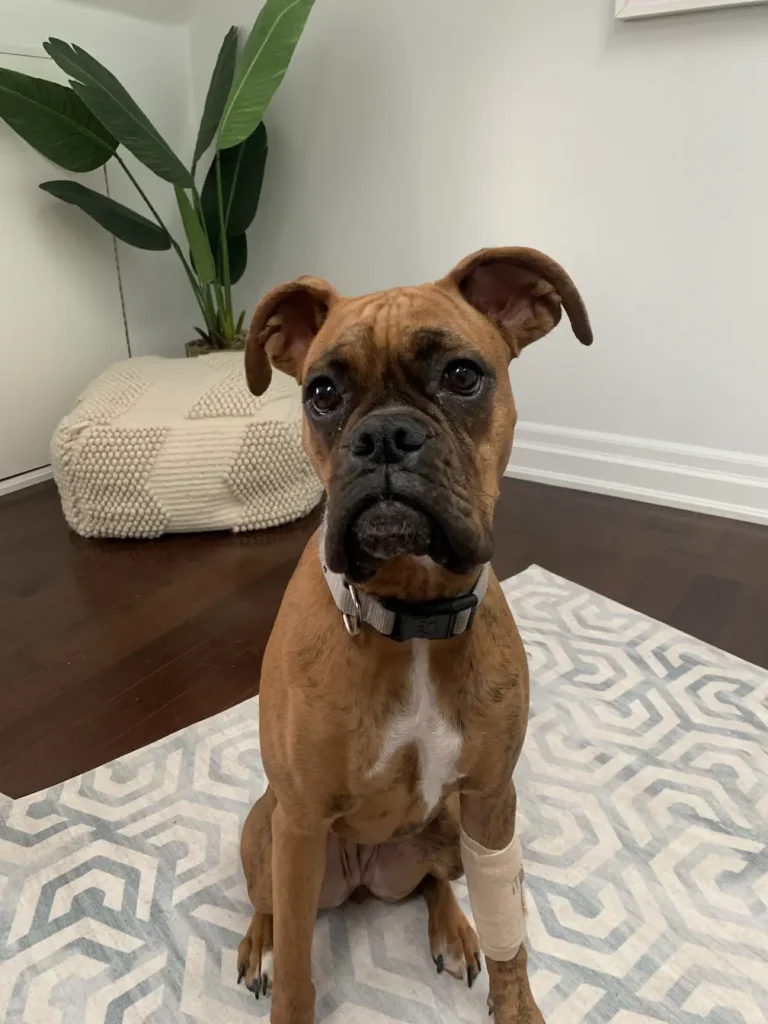 A boxer posing for a pic at Mellow Vibes Dog Training in Toronto
