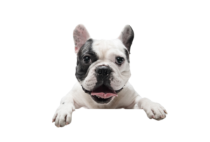 Mellow Vibes Dog Training Video Gallery Bulldog