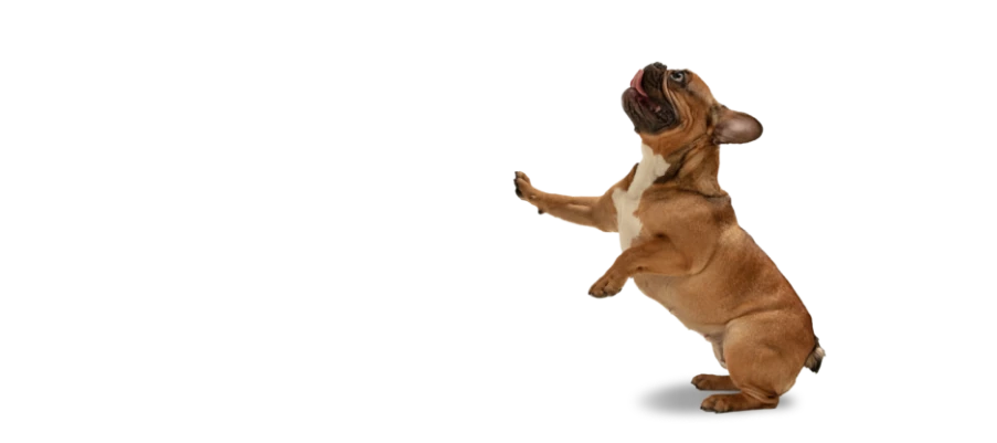 Mellow Vibes Dog Training Testimonials French Bulldog