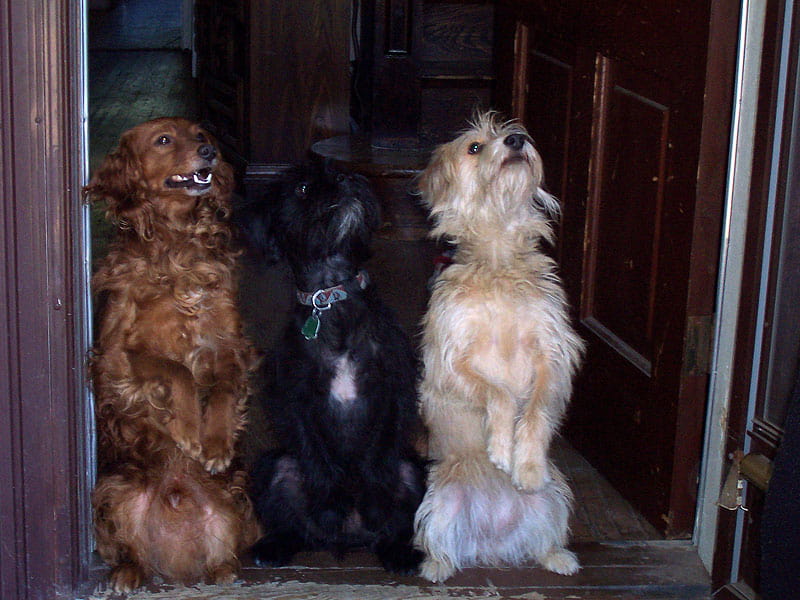Three dogs standing together on their hind legs doing dog tricks at Mellow Vibes Dog Training