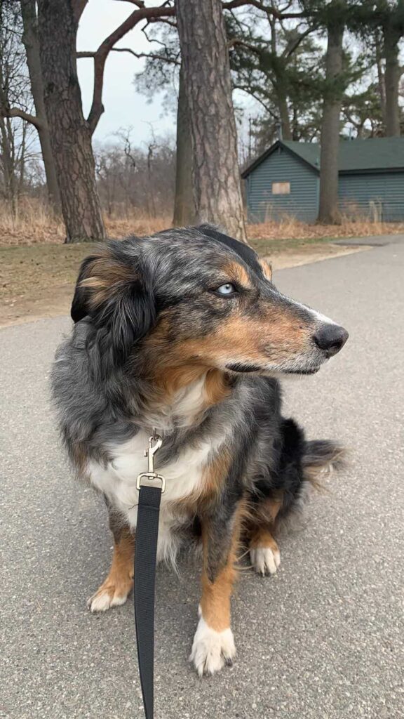 A dog sitting for Mellow Vibes Dog Training while out for a walk in Toronto