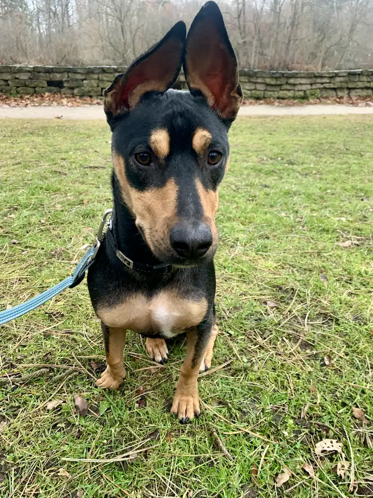 Dog walking and training with Mellow Vibes Dog Training