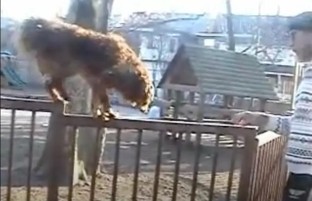 Dog Tricks Balance Training - walking along a wooden a fence at Mellow Vibes Dog Training