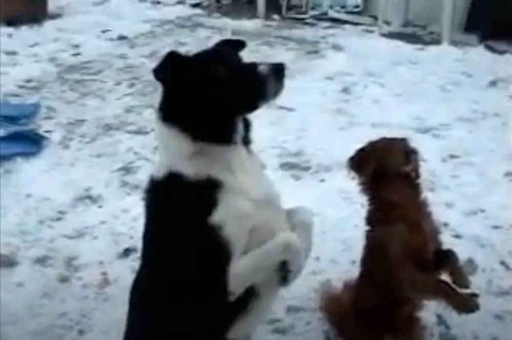 Dog Tricks with Country Boy & Star at Mellow Vibes Dog Training