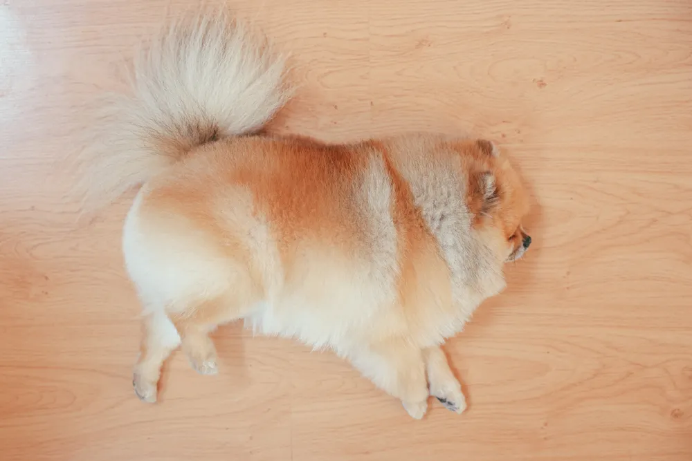Dog Tricks - Learn to Play Dead at Mellow Vibes Dog Training