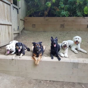 Dog boarding a happy group of dogs at Mellow Vibes Dog Training in Toronto