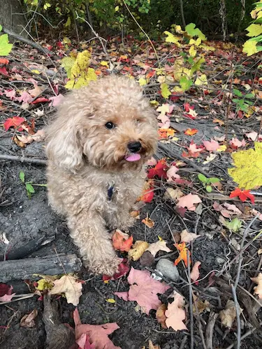 Dog walking off leash with Mellow Vibes Dog Training in Toronto