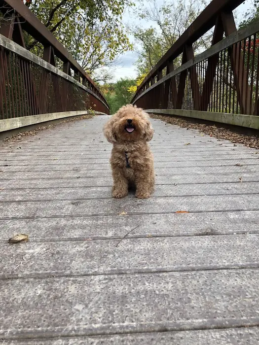 Off-leash dog walking with Mellow Vibes Dog Training