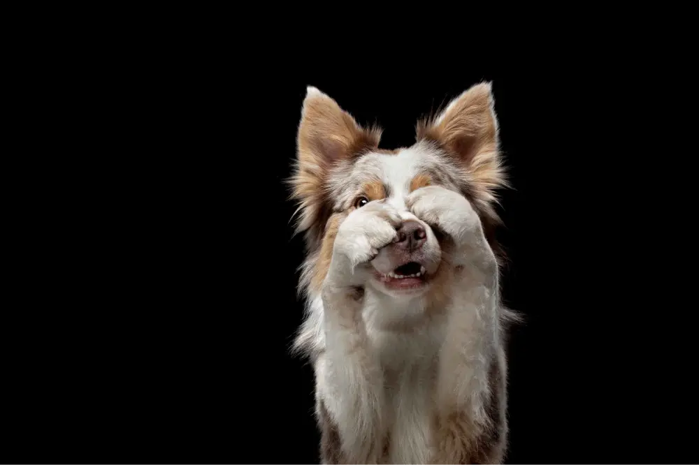 Border Collie doing dog tricks and covering its eyes